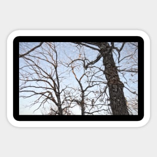 Trees 39 by Kristalin Davis Sticker